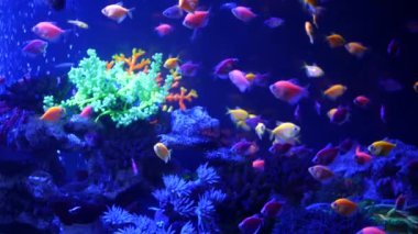 Renkli canlı balıklar parlıyor, mor akvaryum ultraviyole ışık altında. Mor floresan tropikal cennet egzotik arka plan, parlak ekosistem, canlı fantezi dekoratik neon tank