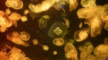 Parlak parlak floresan denizanası su altında parlıyor, karanlık neon dinamiği ultraviyole titreşimli bulanık arka plan. Fantezi hipnotik mistik psikkedelik dans. Canlı fosforlu kozmik medusa dansı