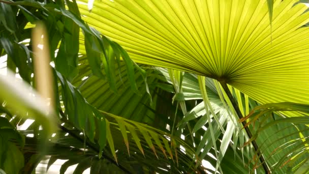 Сочный экзотический тропический монстр оставляет бесшовный петельный фон. Летняя пышная листва, зелень в райском саду. Абстрактные темно-зеленые джунгли, дикие тропические леса — стоковое видео