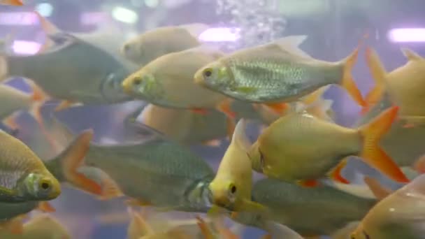 Diversidad de peces tropicales en acuario decorativo exótico. Surtido en las tiendas de mascotas del mercado de pescado chatuchak. Primer plano de las mascotas de colores que se muestran en los puestos. Variedad en venta en mostrador, comercio en bazar — Vídeos de Stock