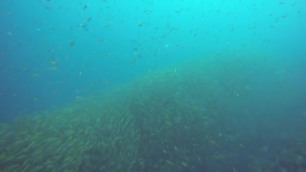 Tengerjáró búvárkodás, víz alatti színes trópusi korallzátonyok. A tengeri halak iskolája mélyen az óceánban. Puha és kemény korallok vízi ökoszisztéma paradicsom háttér. Vízi extrém sport mint hobbi. — Stock videók