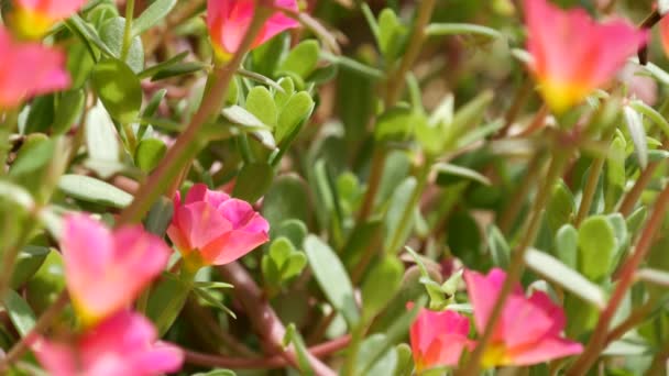 Ροζ λουλούδια φυτρώνουν στον κήπο. Ζυμαρικά χρωματιστά αγριολούλουδα σε πράσινο παρτέρι ή λιβάδι. Φυσικό πράσινο και φυτικό άνθος seanless looped φόντο. Ανθισμένα λουλούδια. Ανοιξιάτικο γκαζόν — Αρχείο Βίντεο