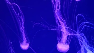 Parlak parlak floresan denizanası su altında parlıyor, karanlık neon dinamiği ultraviyole titreşimli bulanık arka plan. Fantezi hipnotik mistik psikkedelik dans. Canlı fosforlu kozmik medusa dansı