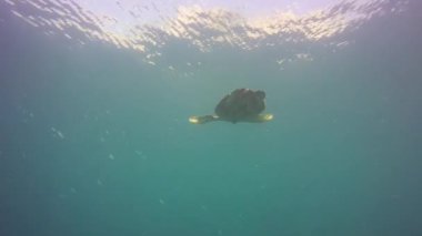 Tüplü dalış. Sualtı egzotik deniz manzarası. Deniz Kaplumbağası güneşli okyanus yüzeyinin altında. Sucul ekosistem cenneti arka planı. Su ekstrem spor hobisi, ada tatili. Şnorkelle yüzen yaban hayatı.