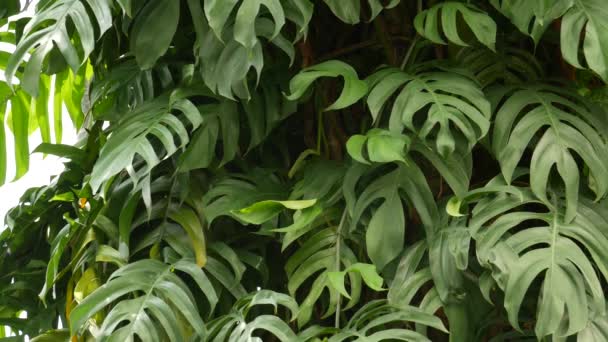 Juicy exotiska tropiska monstera lämnar sömlösa loopas bakgrund. Sommar frodigt lövverk, grönska i paradisets trädgård. Abstrakt naturlig mörkgrön djungel vegetation bakgrund mönster, vilda regnskog — Stockvideo