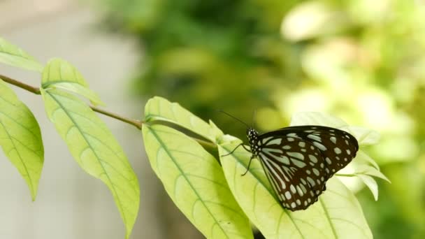 Mariposa exótica tropical en selva selvática sentada sobre hojas verdes, macro de cerca. Paraíso de primavera, exuberante follaje fondo natural, vegetación desenfocada en los bosques. Jardín romántico fresco soleado — Vídeos de Stock