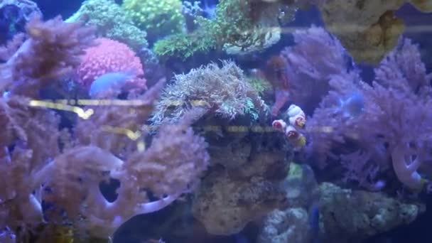 Species of soft corals and fishes in lillac aquarium under violet or ultraviolet uv light. Purple fluorescent tropical aquatic paradise exotic background, coral in pink vibrant fantasy decorative tank — Stock Video