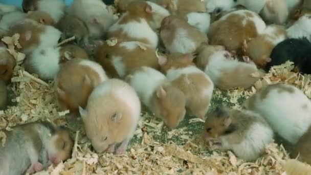 Křečci v přeplněné kleci na trhu se zvířaty. Od shora mnoho zajatých křečků jíst dřevěné hobliny a spát na podlaze přeplněné klece na trhu Chatuchak v Bangkoku, Thajsko — Stock video