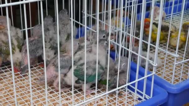 Pisklęta papug w klatkach na rynku zwierząt domowych. Z góry ptaki trzymane w małej klatce na targu Chatuchak w Bangkoku, Tajlandia — Wideo stockowe