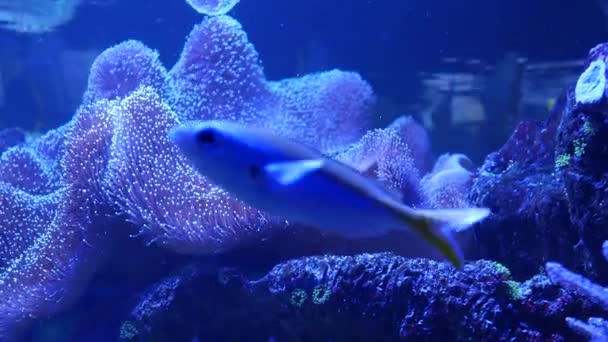 Especie de corales blandos y peces en acuario de lillac bajo luz ultravioleta o violeta. Púrpura fluorescente tropical paraíso acuático exótico fondo, coral en rosa vibrante fantasía tanque decorativo — Vídeo de stock