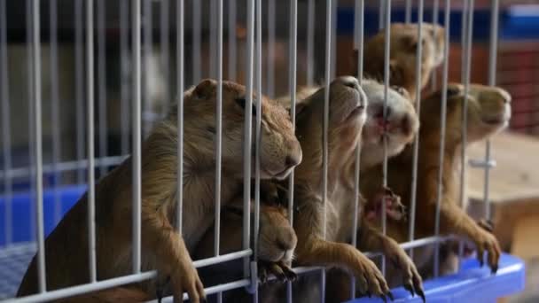 Unhappy lucu padang rumput anjing penderitaan, kandang di pasar. Peliharaan untuk dijual. Groundhog yang tertekan meminta makanan. Cakar lucu mencari bantuan. Hewan berdiri di balik jeruji besi. Keluarga babi yang terkurung dengan mata sedih.. — Stok Video