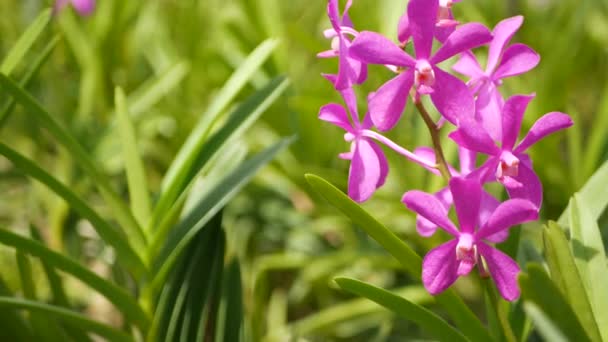 Macro borrosa de cerca, colorida flor de orquídea tropical en el jardín de primavera, tiernos pétalos entre el follaje exuberante soleado. Fondo exótico natural abstracto con espacio de copia. Flor floral y patrón de hojas — Vídeo de stock