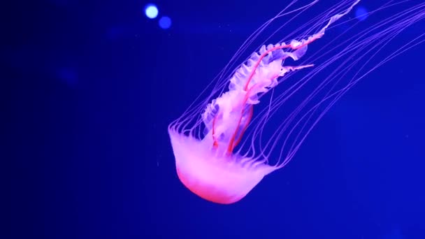 Glanzende levendige fluorescerende kwallen gloeien onder water, donkere neon dynamische pulserende ultraviolette wazige achtergrond. Fantasie hypnotiserende mystieke pcychedelische dans. Levendig fosforiserend kosmisch medusa dansen — Stockvideo