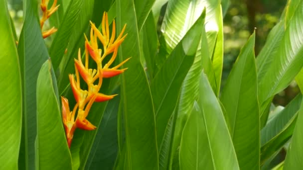 Suddig närbild makro av färgglada tropiska blommor i vår trädgård med mjuka kronblad bland soliga frodiga lövverk. Abstrakt naturlig exotisk bakgrund med kopieringsutrymme. Blommor och blad mönster — Stockvideo