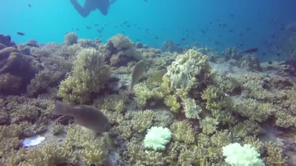 Potápění po moři, podvodní barevné tropické korálové útesy. Škola mořských ryb hluboko v oceánu. Měkké a tvrdé korály vodního ekosystému ráje pozadí. Vodní extrémní sport jako koníček. — Stock video