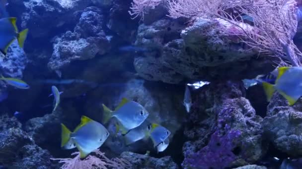 Espèces de coraux mous et de poissons dans l'aquarium lillac sous la lumière UV violette ou ultraviolette. Violet fluorescent tropical aquatique paradis exotique fond, corail en rose vibrant réservoir décoratif fantaisie — Video