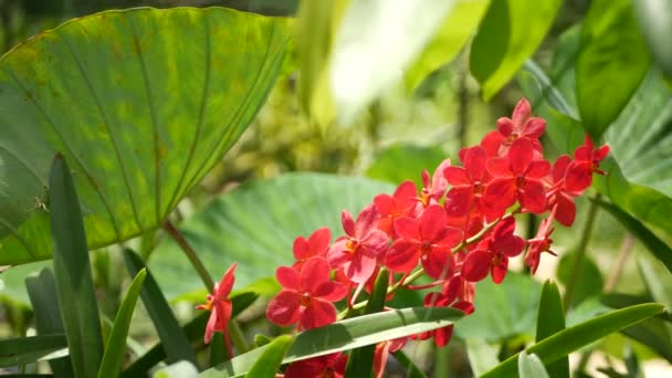 Macro-gros plan flou, fleur d'orchidée tropicale colorée dans le jardin de printemps, pétales tendres parmi le feuillage luxuriant ensoleillé. Fond exotique naturel abstrait avec espace de copie. Floraison florale et motif de feuilles — Video