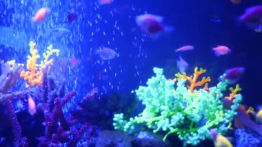 Renkli canlı balıklar parlıyor, mor akvaryum ultraviyole ışık altında. Mor floresan tropikal cennet egzotik arka plan, parlak ekosistem, canlı fantezi dekoratik neon tank