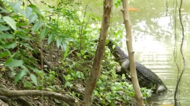 Asya 'da yaygın olan su, Asya' ya özgü büyük bir varanid kertenkelesini gözlüyor. Nehir kenarındaki yeşil çimlerde, göl veya göl kıyısındaki Varanus hurdacıları. Etobur Sürüngen avı. Vahşi ejderha avcısı Bangkok caddesinde