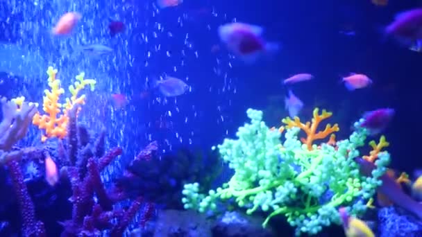Kleurrijke levendige vissen gloeien, violet aquarium onder ultraviolet uv licht. Paars fluorescerend tropisch aquatisch paradijs exotische achtergrond, stralend glanzend ecosysteem, levendige fantasie decoratieve neon tank — Stockvideo