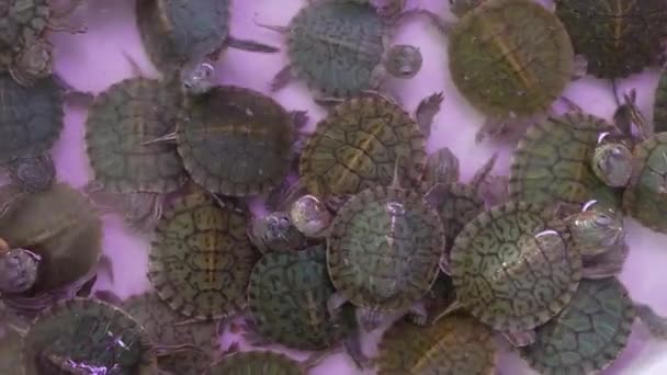 Petites tortues sur le marché aux animaux. D'en haut de petites tortues gardées en captivité sur le marché des animaux de compagnie Chatuchak à Bangkok, Thaïlande — Video