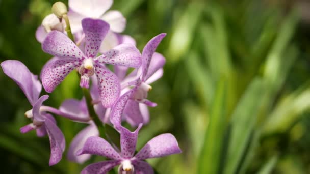 Macro desfocado perto, flor de orquídea tropical colorida no jardim da primavera, pétalas sensíveis entre folhagem exuberante ensolarada. Fundo exótico natural abstrato com espaço de cópia. Flor floral e padrão de folhas — Vídeo de Stock