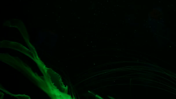 Shiny vibrant fluorescent jellyfish glow underwater, dark neon dynamic pulsating ultraviolet blurred seamless looped backdrop. Fantasy hypnotic mystic pcychedelic dance. Phosphorescent cosmic medusa — Stock Video
