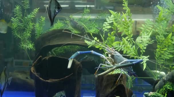 Cangrejos de río en el acuario en el mercado. Cangrejos de río exóticos nadando en medio de algas y peces en agua limpia del acuario en el mercado — Vídeo de stock