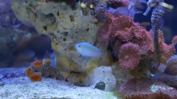 Zeepaardje te midden van koralen in aquarium. Sluit zeepaardjes die in schoon aquariumwater in de buurt van prachtige koralen zwemmen. Marine onderwater tropisch exotisch leven natuurlijke achtergrond. — Stockvideo