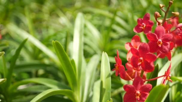 Macro desfocado perto, flor de orquídea tropical colorida no jardim da primavera, pétalas sensíveis entre folhagem exuberante ensolarada. Fundo exótico natural abstrato com espaço de cópia. Flor floral e padrão de folhas — Vídeo de Stock