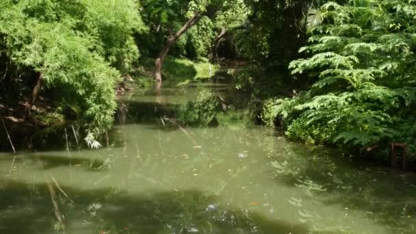 緑の公園の穏やかな池。アジアの公園で夏の晴れた日に泥だらけの水で静かな湖のほとりに成長する緑の木 — ストック動画