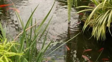 Tropikal gölette yeşil bitkiler. Parkta güneşli bir günde sakin tropikal göl veya nehirde yetişen çeşitli yeşil egzotik bitkiler