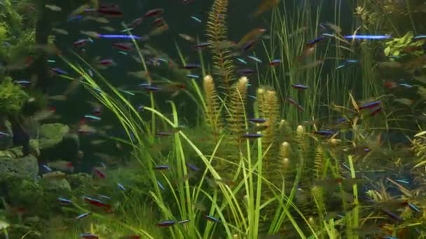 Renkli canlı floresan küçük balıklar yeşil algler ve su bitkileri arasında nehir tatlı su akvaryumunda parıldıyor. Parlak, parlak ekosistem, biyoluminesens küçük balıklı canlı dekoratif akvaryum. — Stok video