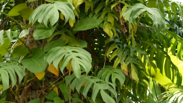 Juicy exotic tropical monstera leaves texture backdrop, copyspace. Lush foliage, greenery in paradise garden. Abstract natural dark green jungle vegetation background pattern, wild summer rain forest. — Stock Video