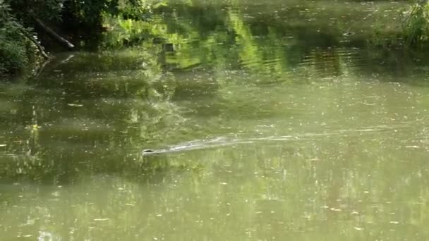 El agua común asiática monitorea grandes lagartos varánidos nativos de Asia. Varanus salvador en la hierba verde cerca de la orilla del río, lago o estanque. Caza de reptiles carnívoros. Depredador dragón salvaje en la calle Bangkok — Vídeo de stock