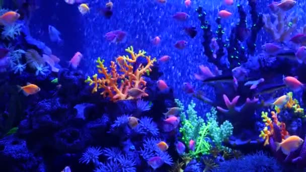 Poissons vifs colorés luisent, aquarium violet sous la lumière ultraviolette uv. Violet fluorescent tropical aquatique paradis exotique fond, lumineux brillant écosystème, vibrant fantaisie décoratif néon réservoir — Video