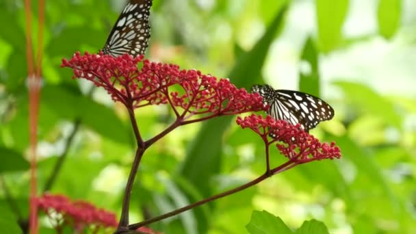 Mariposa exótica tropical en selva selvática sentada sobre hojas verdes, macro de cerca. Paraíso de primavera, exuberante follaje fondo natural, vegetación desenfocada en los bosques. Jardín romántico fresco soleado — Vídeos de Stock