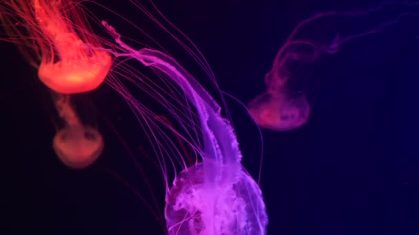 Glanzende levendige fluorescerende kwallen gloeien onder water, donkere neon dynamische pulserende ultraviolette wazige achtergrond. Fantasie hypnotiserende mystieke pcychedelische dans. Levendig fosforiserend kosmisch medusa dansen — Stockvideo