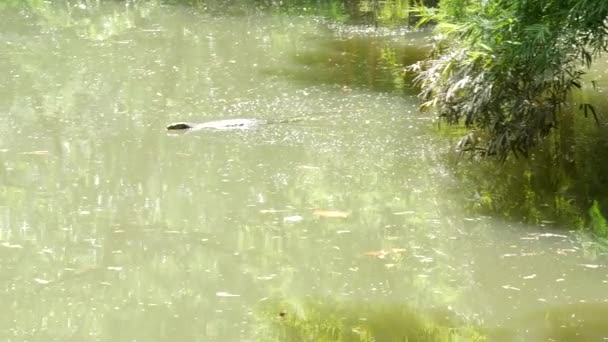 Asiático monitor de água comum grande lagarto varanida nativa da Ásia. Varanus salvador na grama verde perto da margem do rio, lago ou lagoa. Caça aos répteis carnívoros. predador dragão selvagem na rua Bangkok — Vídeo de Stock