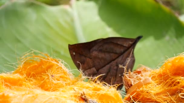 Borboleta exótica tropical na selva floresta tropical sentado em folhas verdes, macro close up. Paraíso da primavera, folhagem exuberante fundo natural, vegetação desfocada na floresta. Jardim romântico ensolarado fresco — Vídeo de Stock