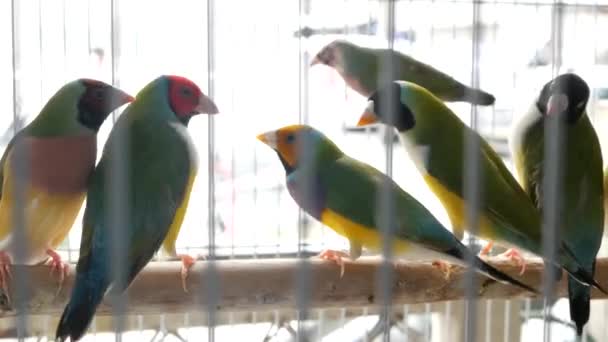 Pulcini pappagallo in gabbia sul mercato degli animali domestici. Dall'alto gli uccelli sono tenuti in piccola gabbia su Mercato di Chatuchak in Bangkok, Thailandia — Video Stock
