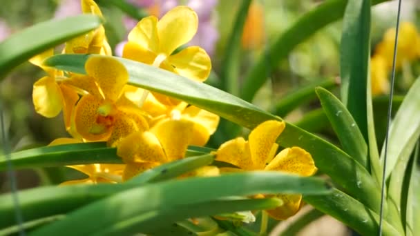 模糊的宏观密闭，五彩缤纷的热带兰花在春天的花园，娇嫩的花瓣在阳光普照的枝叶之间。带复制空间的自然异国情调背景。花与叶型 — 图库视频影像
