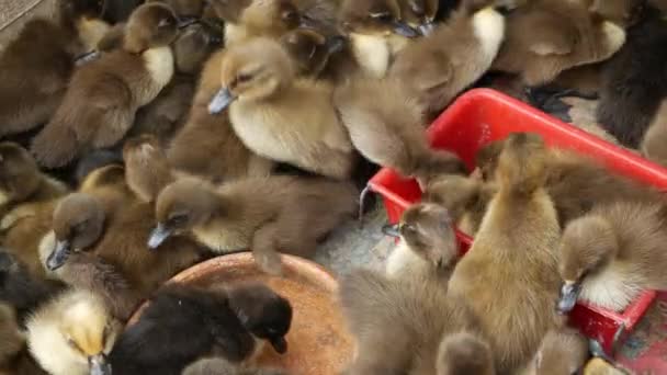 Muitas miúdas de pato na gaiola. De cima filhotes de pato fofos para venda sendo mantidos em gaiola superlotada no Mercado Chatuchak em Bangkok, Tailândia — Vídeo de Stock