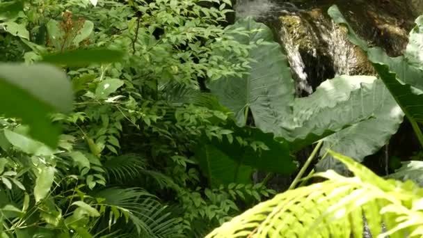 Espalhar água na floresta tropical. Selva tropical fundo exótico com fluxo e folhas verdes suculentas selvagens na floresta. Floresta tropical ou vegetação de jardim. Plantas de paraíso vibrantes frescas folhagem com bokeh — Vídeo de Stock