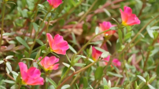 Roze bloemen groeien in de tuin. Mooie roze bloemen groeien op groen bloembed op zonnige dag in het park in de zomer — Stockvideo