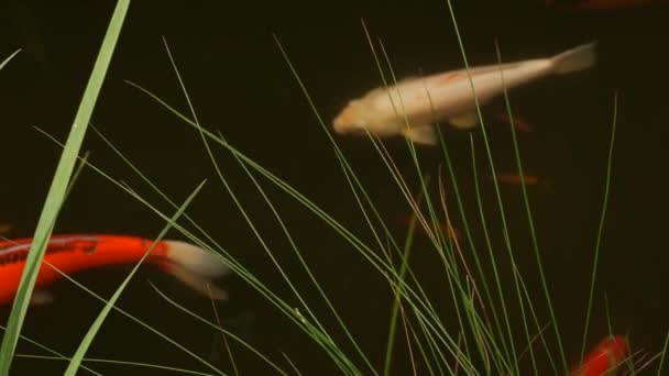 Fundo de vegetação natural. Peixe Koi Carp japonês colorido vibrante nadando no lago ou lagoa de jardim tradicional. Chinese Fancy Carps sob a superfície da água. Símbolos orientais de fortuna e boa sorte . — Vídeo de Stock