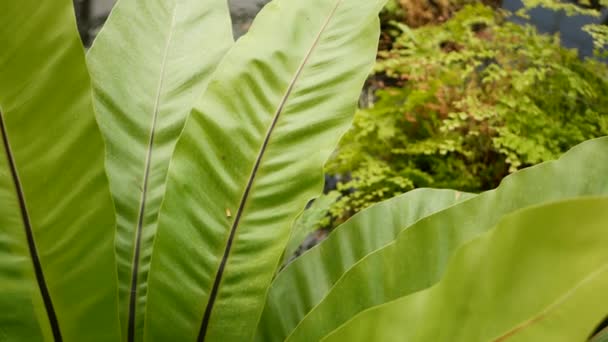 Plantas verdes en estanque tropical. Varias plantas exóticas verdes que crecen en calma lago tropical o río en el día soleado en el parque — Vídeo de stock