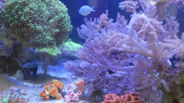 Soorten zachte koralen en vissen in lila aquarium onder violet of ultraviolet uv licht. Paarse fluorescerende tropische aquatische paradijs exotische achtergrond, koraal in roze levendige fantasie decoratieve tank — Stockvideo