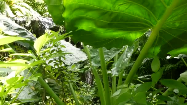 Salpicando agua en la selva tropical. Selva tropical de fondo exótico con arroyo y jugosas hojas verdes salvajes en el bosque. Bosque lluvioso o vegetación de jardín. Fresco vibrante paraíso plantas follaje con bokeh — Vídeos de Stock