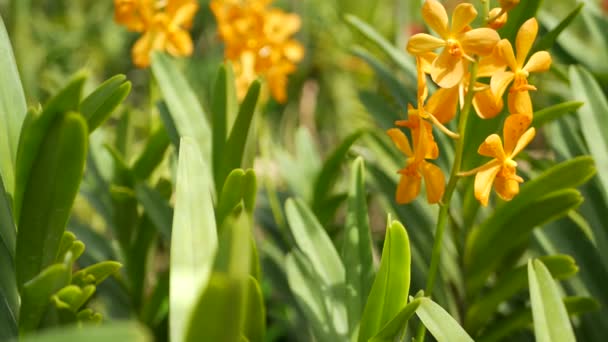 Unscharfe Makro-Nahaufnahme, farbenfrohe tropische Orchideenblume im Frühlingsgarten, zarte Blütenblätter inmitten sonnigen üppigen Laubs. Abstrakter natürlicher exotischer Hintergrund mit Kopierraum. Blüten- und Blättermuster — Stockvideo